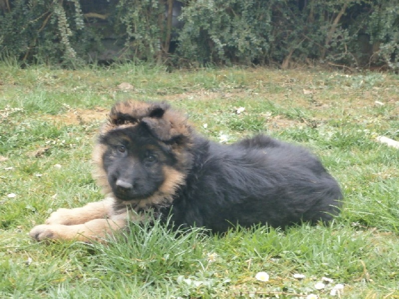 Laika An Ufer Der Marne