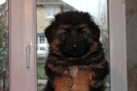 CHIOT POIL LONG